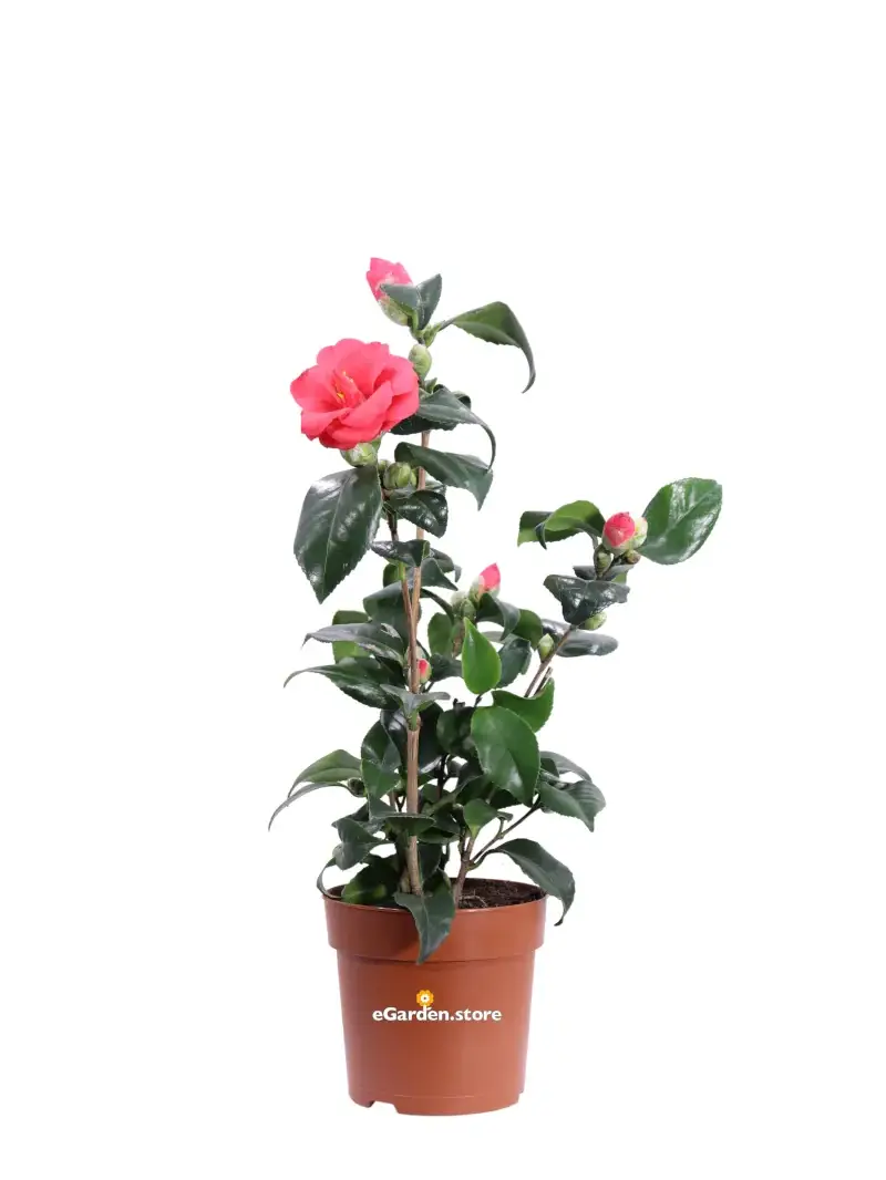 Camelia Reticulata - Mary Williams v13 egarden.store online
