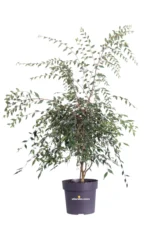 Camellia Rosthorniana - Cupido v19 egarden.store online