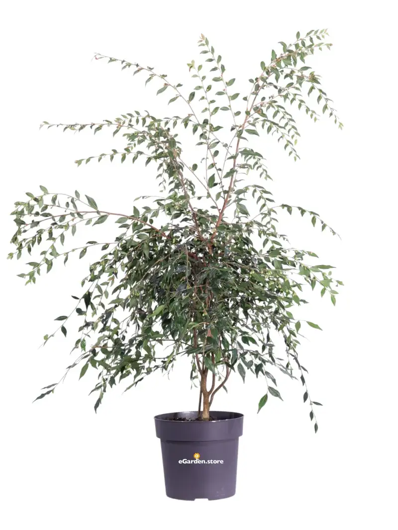 Camellia Rosthorniana - Cupido v19 egarden.store online