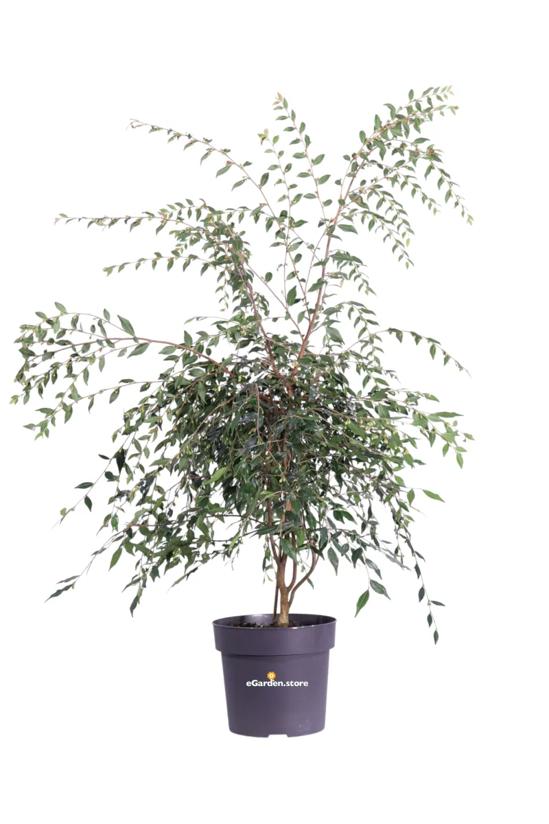 Camellia Rosthorniana - Cupido v19 egarden.store online