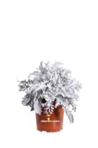 Centaurea Ragusina v17 egarden.store online