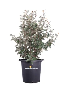 Eleagnus Ebbingei v35 egarden.store online