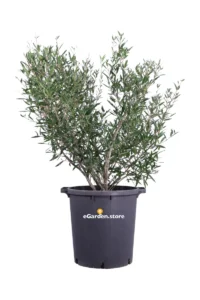 Fillirea - Phillyrea Angustifolia v35 egarden.store online