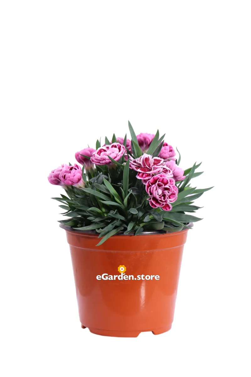 Garofano - Dianthus Caryophyllus Fucsia Screziato v14 egarden.store online