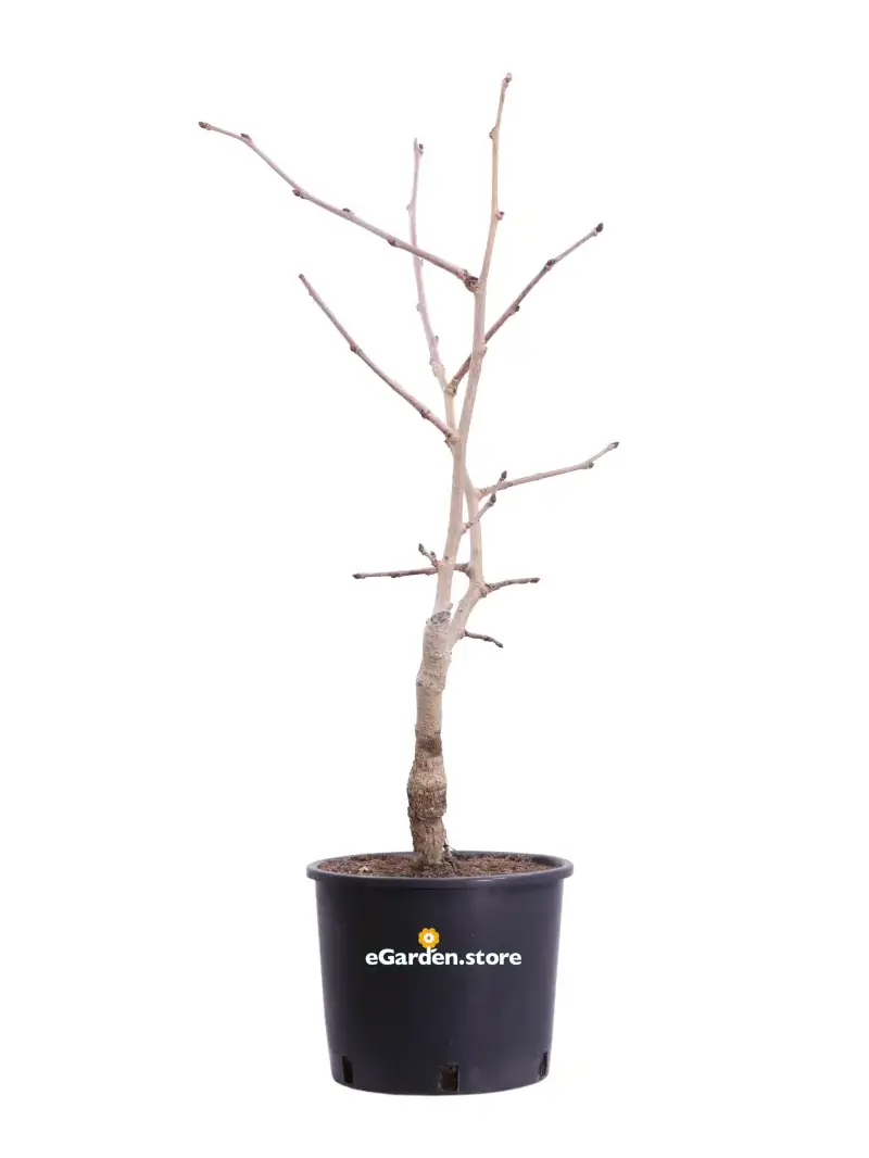 Gelso Nano v22 egarden.store online