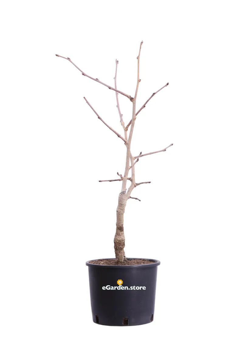 Gelso Nano v22 egarden.store online