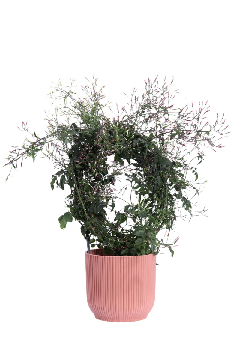 Jasminum Polyanthum Deco v14 egarden.store online