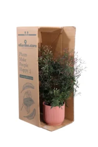 Jasminum Polyanthum Deco v14 egarden.store online