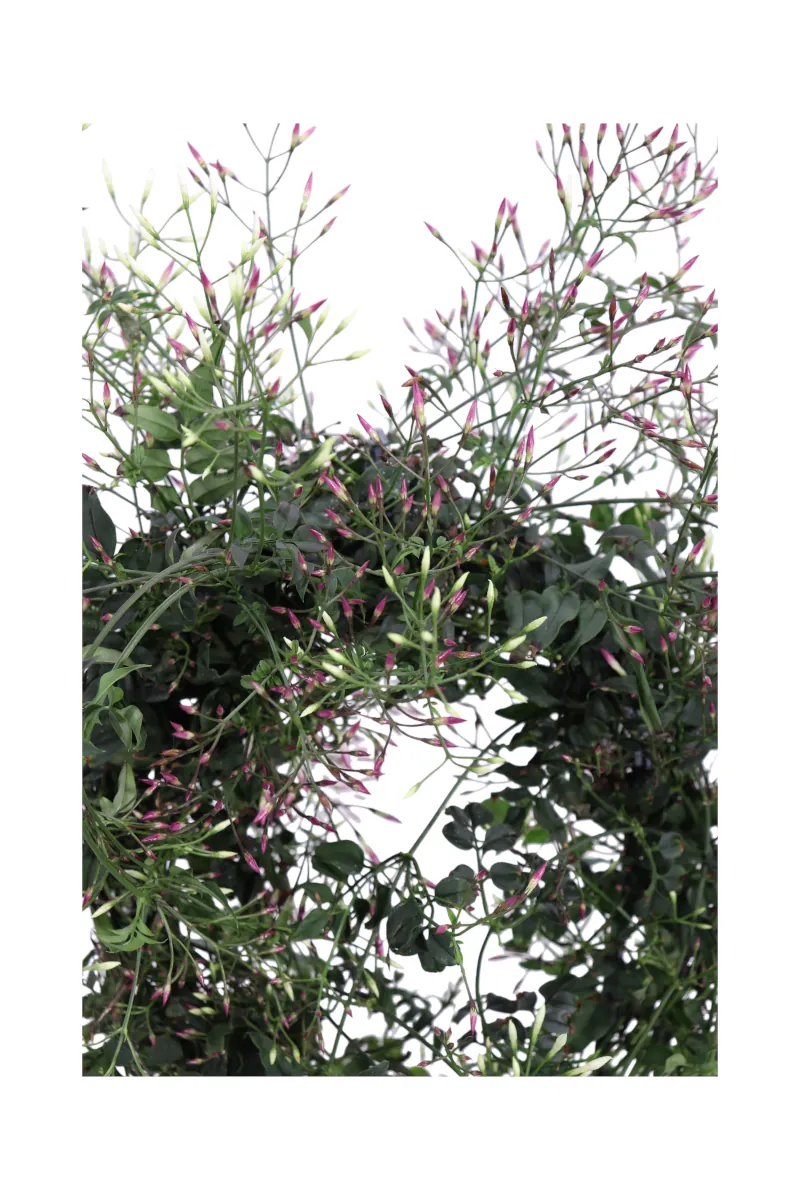 Jasminum Polyanthum Deco v14 egarden.store online