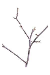 Noce Chandler Nano v22 egarden.store online