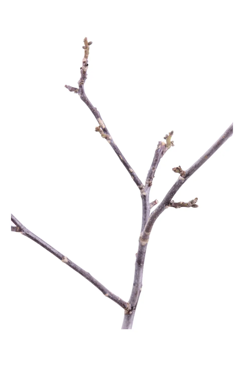 Noce Chandler Nano v22 egarden.store online