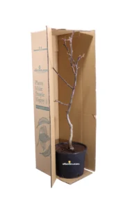 Noce Chandler Nano v22 egarden.store online