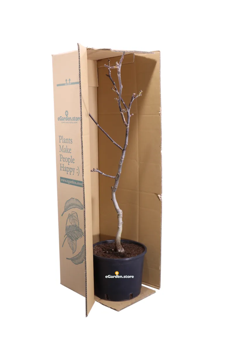 Noce Chandler Nano v22 egarden.store online