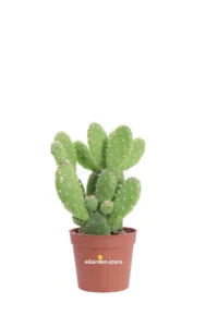 Opuntia Quitensis v6 egarden.store online