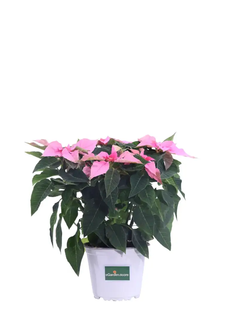 Princettia Rosa v14 egarden.store online