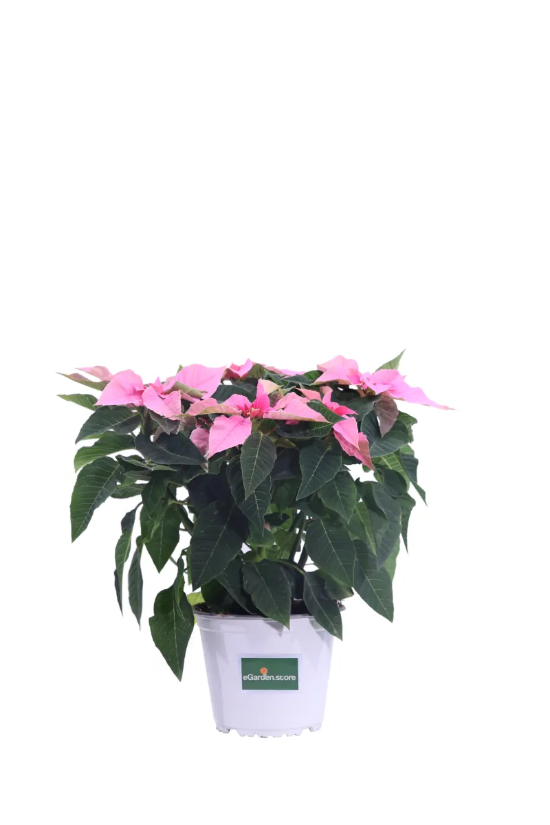 Princettia Rosa v14 egarden.store online