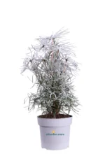 Sciadopitys Verticillata v17 egarden.store online