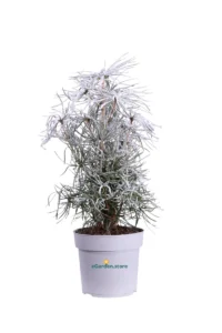 Sciadopitys Verticillata v17 egarden.store online