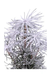 Sciadopitys Verticillata v17 egarden.store online