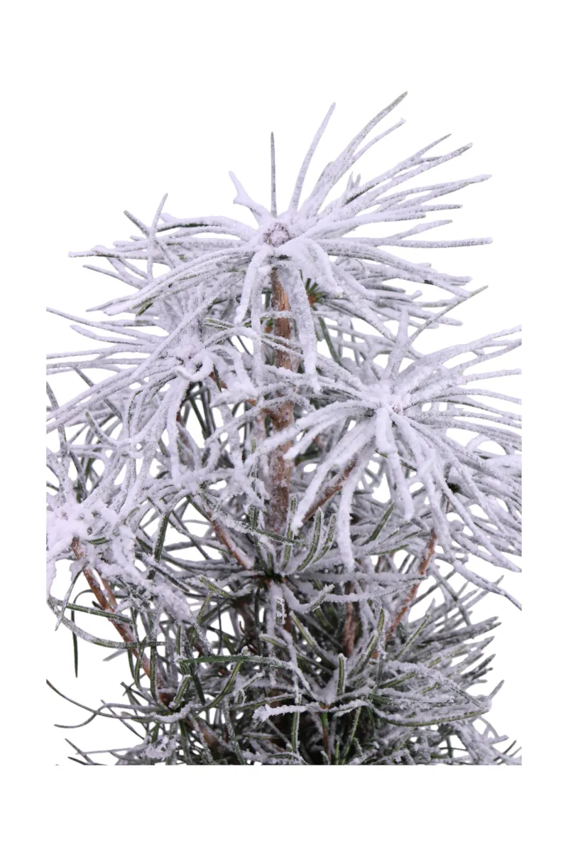 Sciadopitys Verticillata v17 egarden.store online