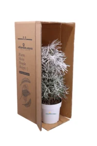 Sciadopitys Verticillata v17 egarden.store online