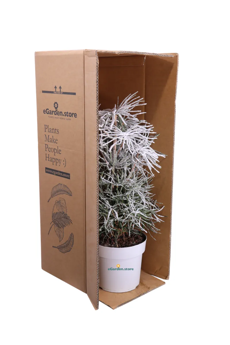 Sciadopitys Verticillata v17 egarden.store online