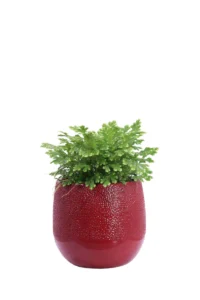 Selaginella Martensii Jori Texture Rdd v12 egarden.store online