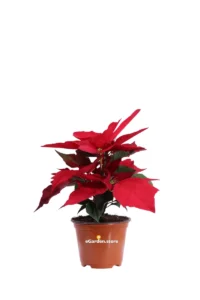 Stella di Natale - Poinsettia Rossa v10 egarden.store online