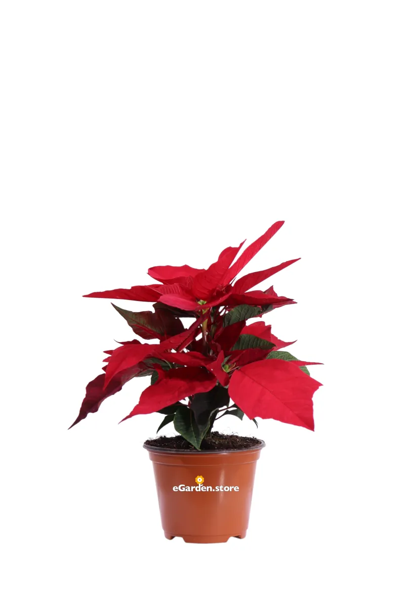 Stella di Natale - Poinsettia Rossa v10 egarden.store online