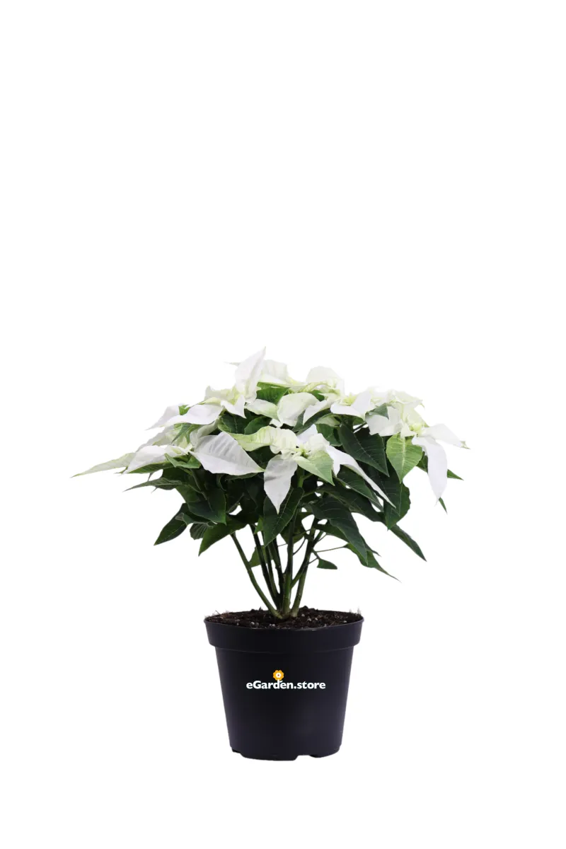 Stella di Natale - Princettia Bianca v14 egarden.store online