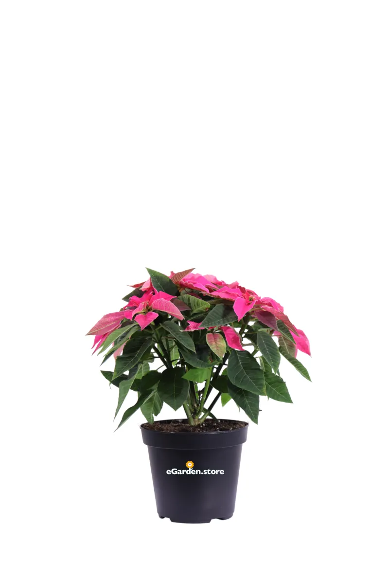 Stella di Natale - Princettia Fucsia v14 egarden.store online