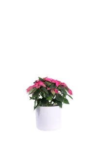 Stella di Natale - Princettia Fucsia v14 soft round v16 egarden.store online
