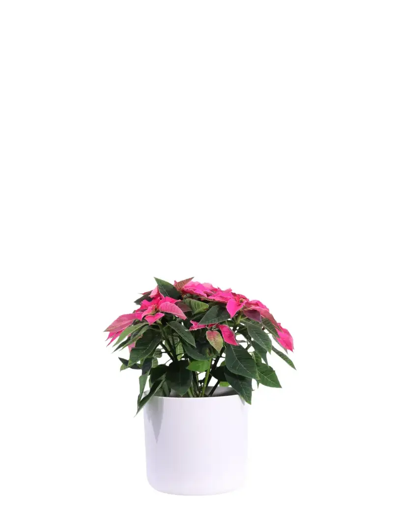 Stella di Natale - Princettia Fucsia v14 soft round v16 egarden.store online