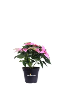 Stella di Natale - Princettia Rosa v14 egarden.store online