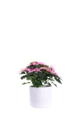 Stella di Natale - Princettia Rosa v14 soft round v16 egarden.store online