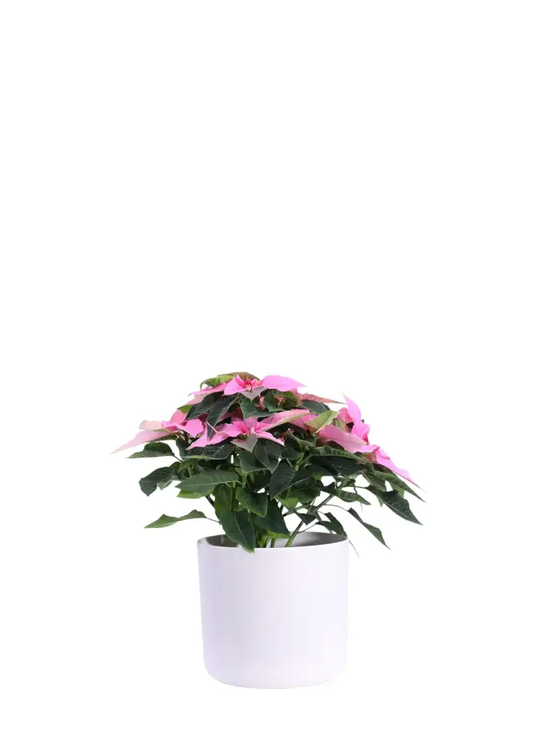Stella di Natale - Princettia Rosa v14 soft round v16 egarden.store online