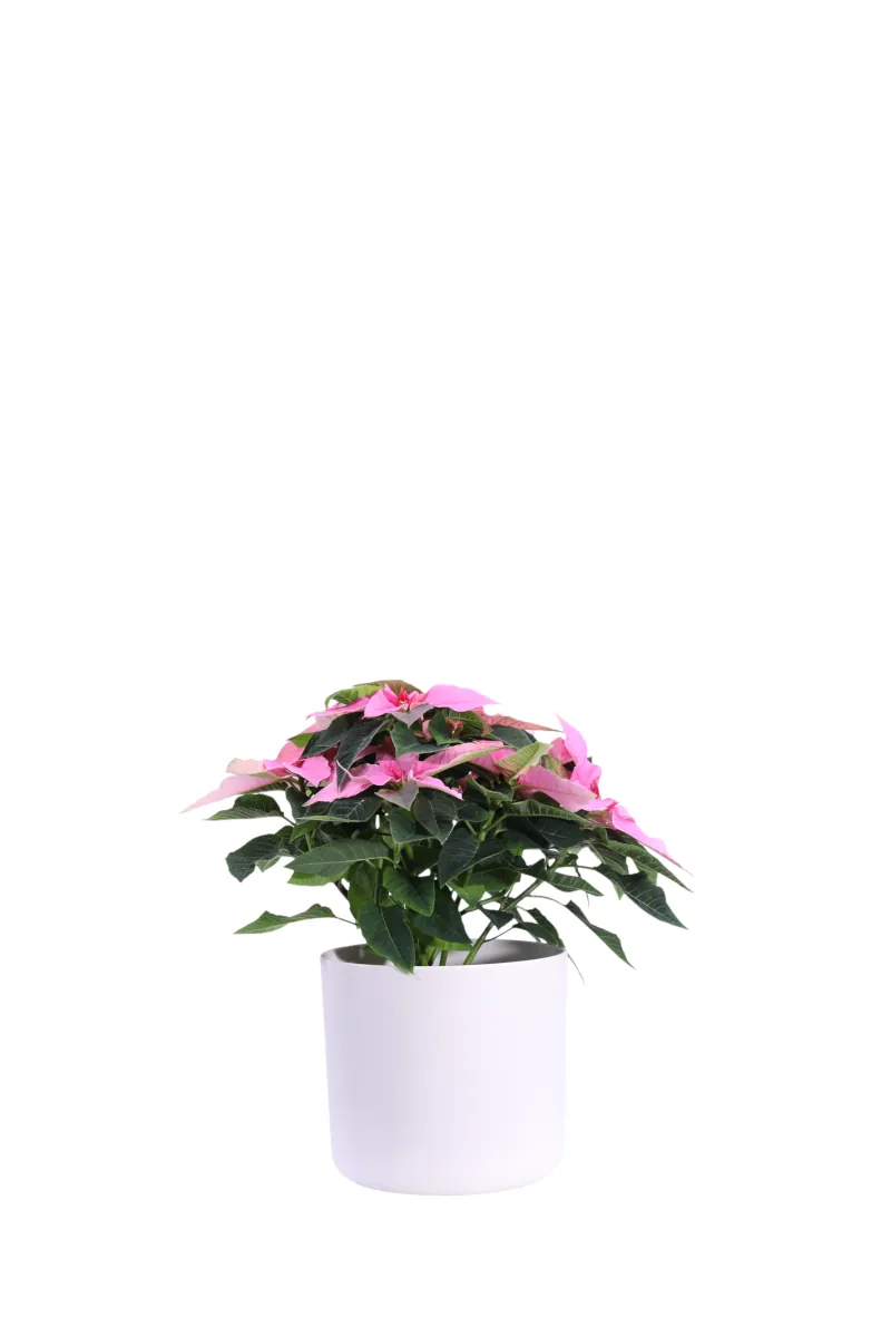 Stella di Natale - Princettia Rosa v14 soft round v16 egarden.store online