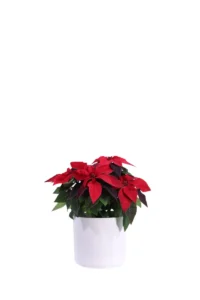 Stella di Natale - Princettia Rossa v14 soft round v16 egarden.store online