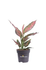 Aglaonema Strawberry Baby v12 egarden.store online