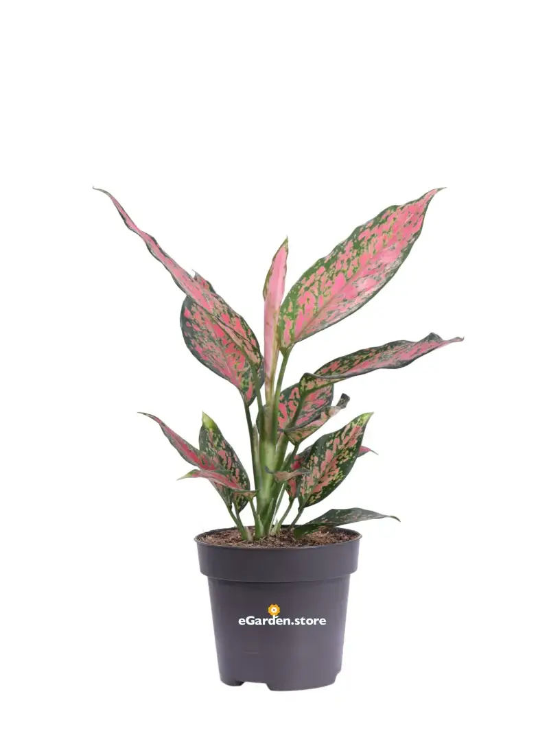 Aglaonema Strawberry Baby v12 egarden.store online