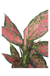 Aglaonema Strawberry Baby v12 egarden.store online
