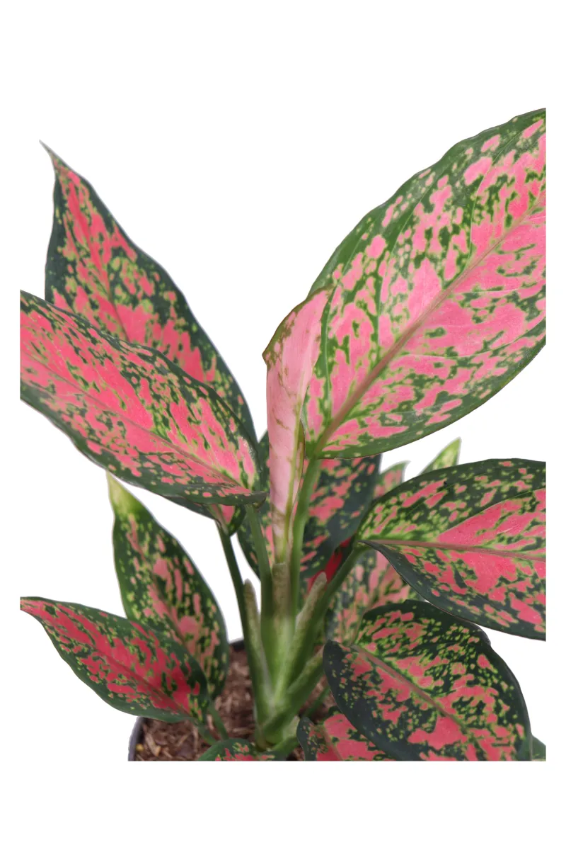 Aglaonema Strawberry Baby v12 egarden.store online