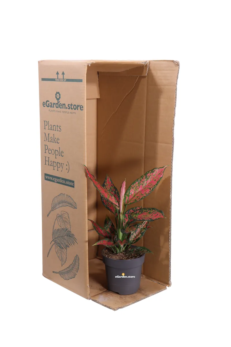 Aglaonema Strawberry Baby