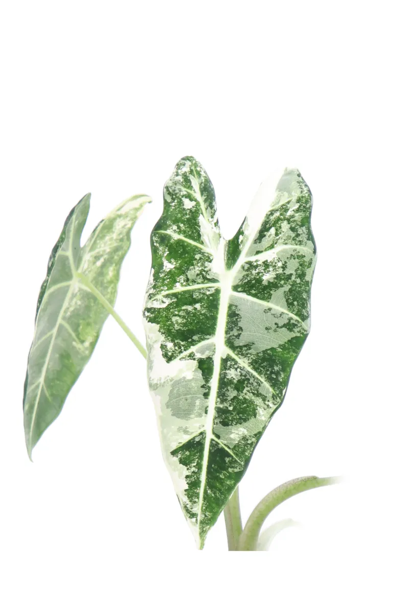 Alocasia Frydek Variegata v12 egarden.store online