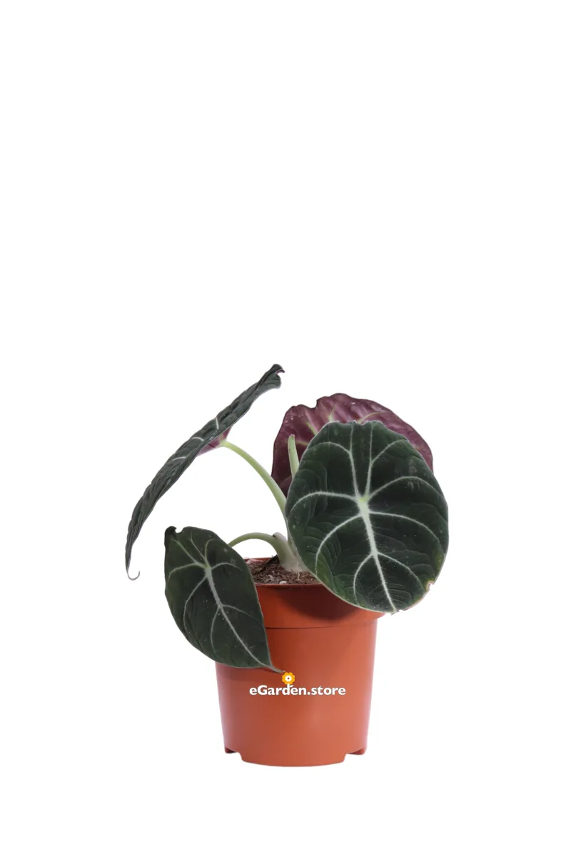 Alocasia Reginula Black Velvet v12 egarden.store online