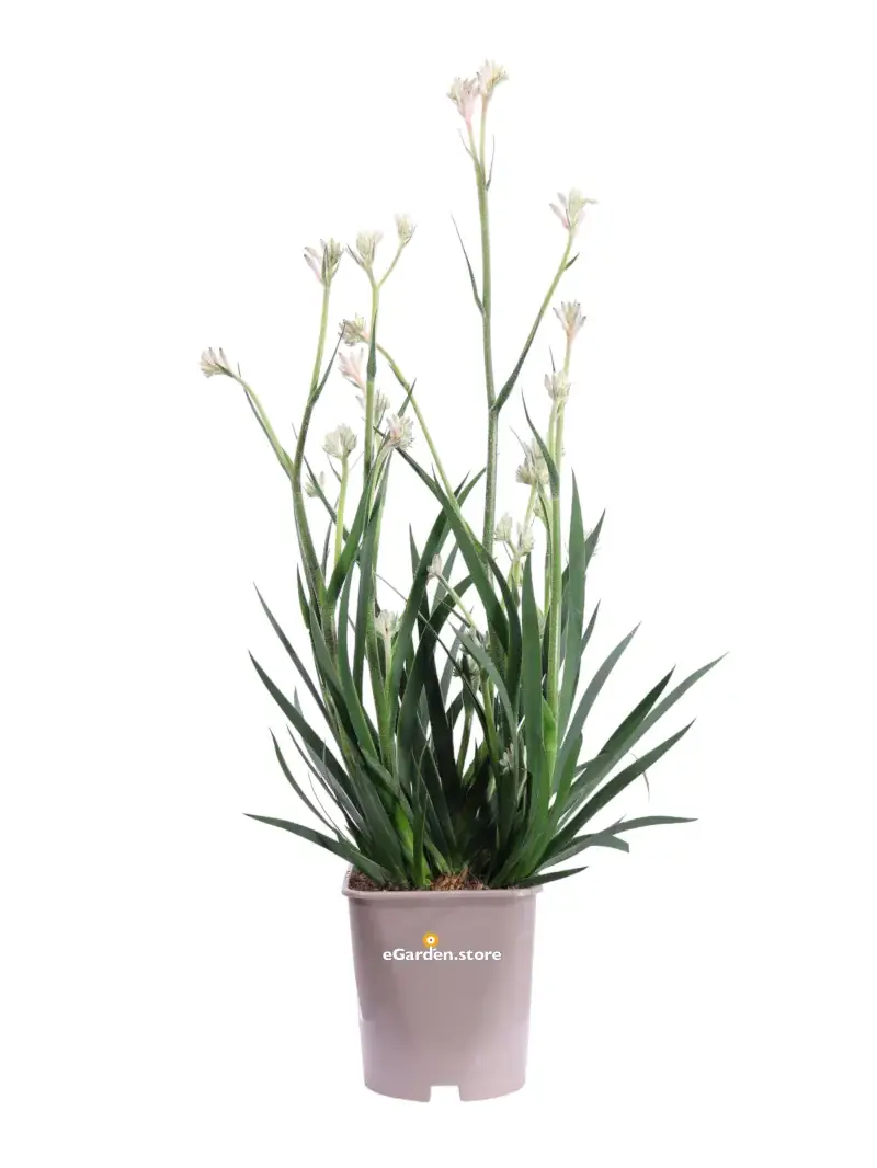 Anigozanthos Bianco v15 egarden.store online