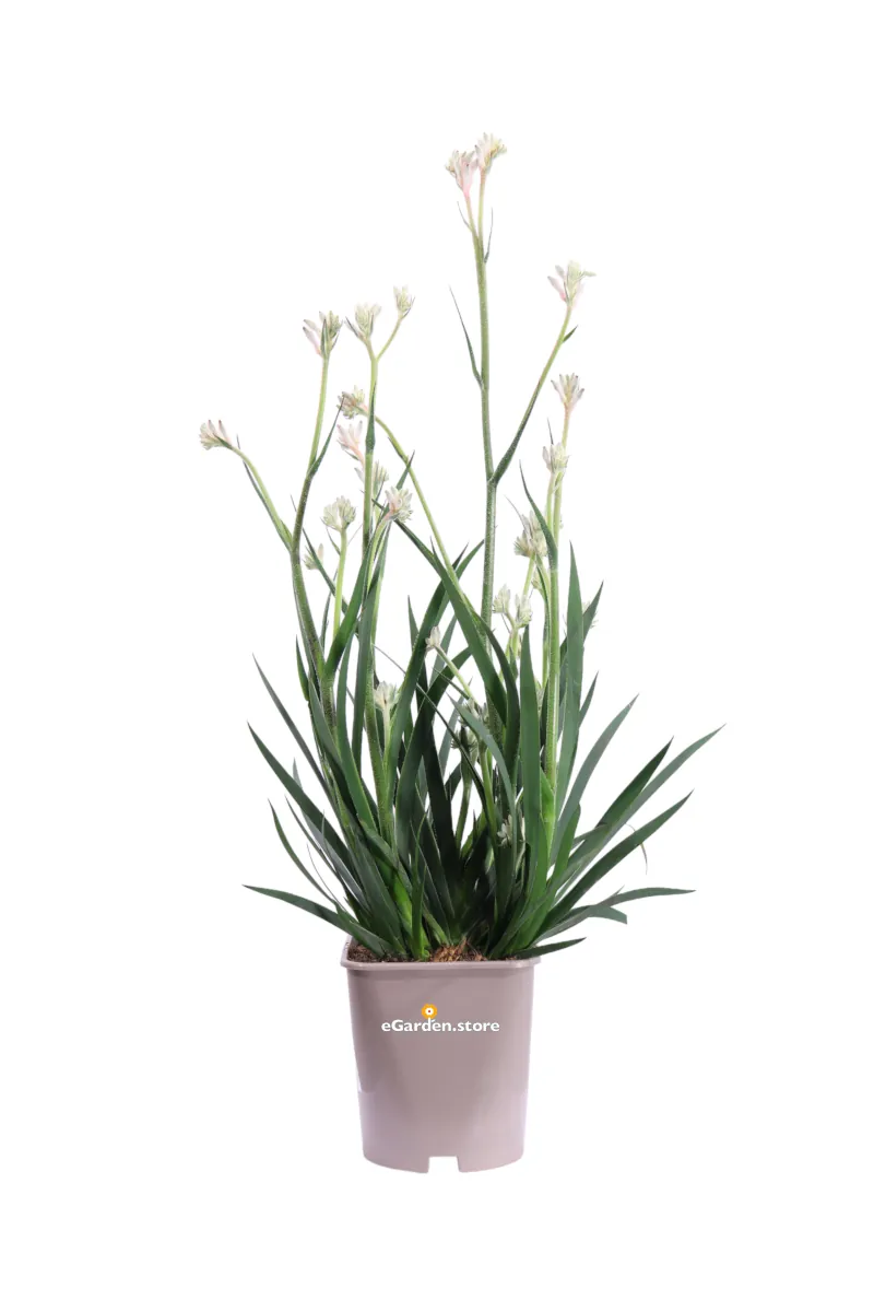 Anigozanthos Bianco v15 egarden.store online