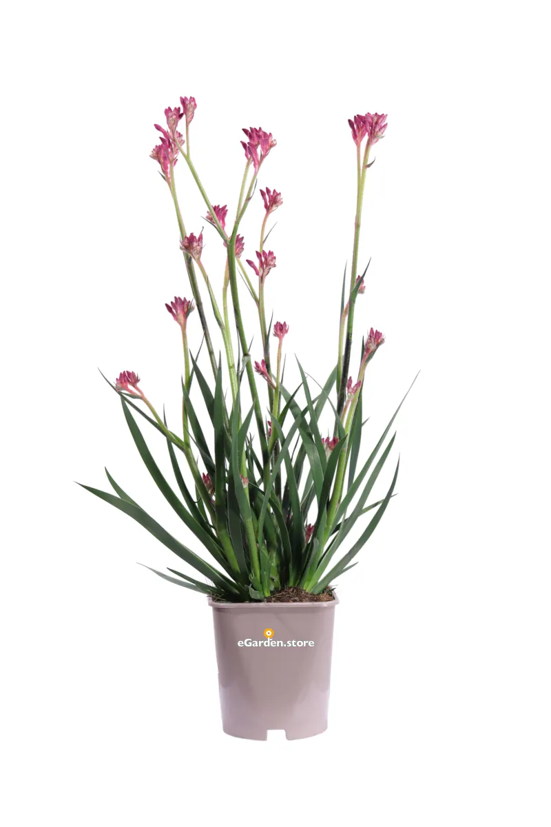 Anigozanthos - Varie Colorazioni