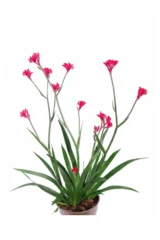Anigozanthos Fucsia v15 egarden.store online