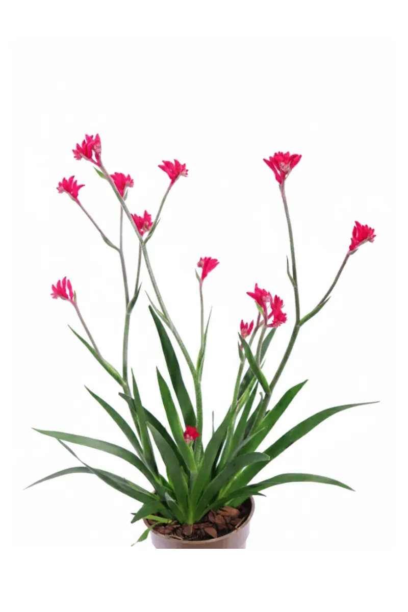 Anigozanthos Fucsia v15 egarden.store online